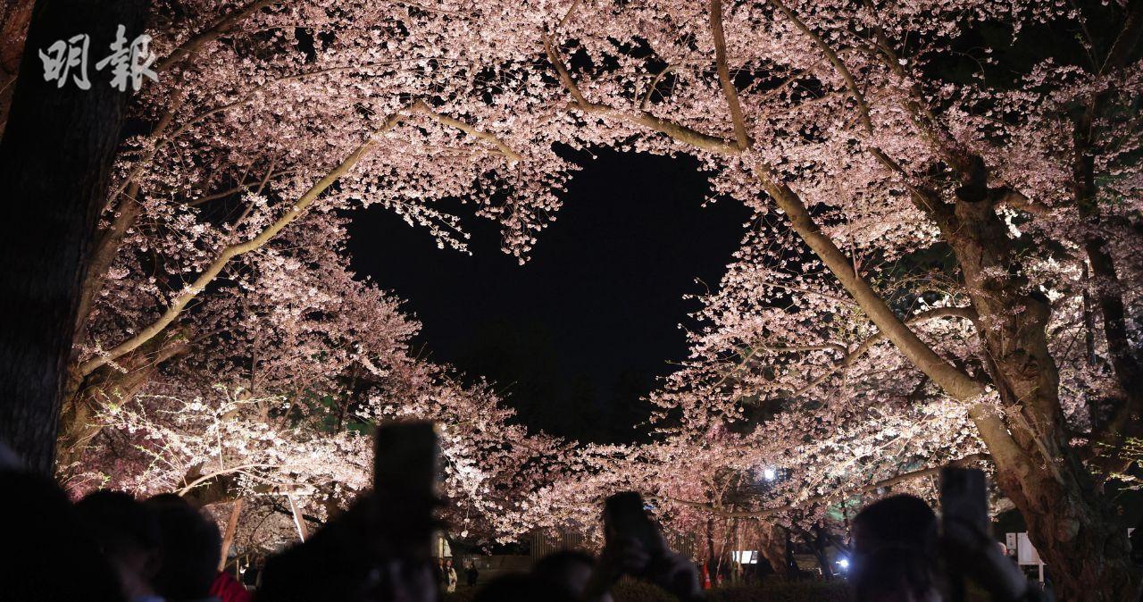 青森弘前公園「心形櫻花」　夜櫻景致浪漫迷人【多圖】