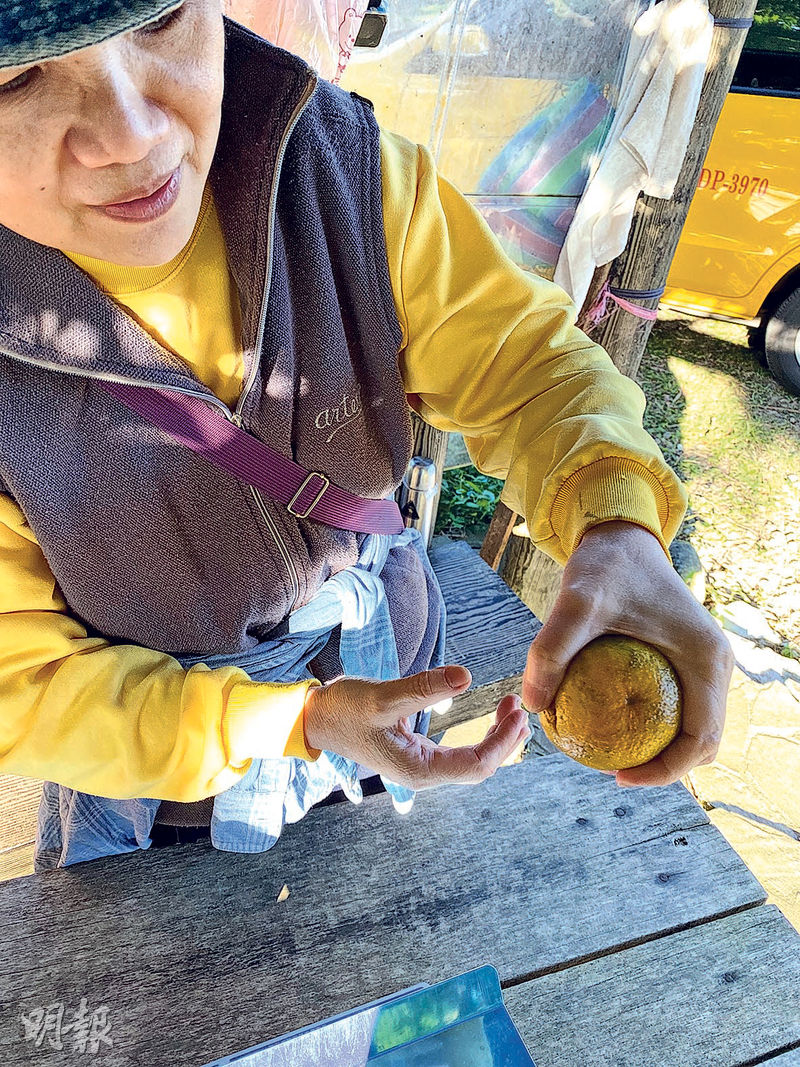 接待觀光客冀助銷路 教分辨成熟椪柑