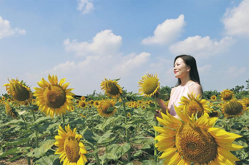 置身南沙百萬葵園享受精裝花海盛宴 環球連線遊走大灣區 明報財經網