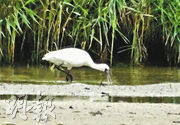 濕地公園每年吸引大量候鳥過冬，是理想的觀鳥地點。圖為黑臉琵鷺在濕地公園覓食。