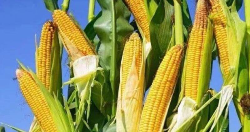 кукуруза высока. некультивированная кукуруза.