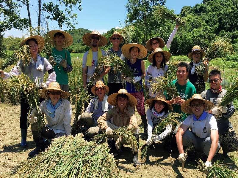 義工參與「滙豐永續鄉郊計劃」，體驗收割稻米
