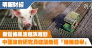 中國政府研究員建議「豬棉並舉」令養豬業成為新疆新興支柱產業