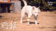 這隻齊肩失去右前肢的狗狗，穿上3D打印義肢，走路比以往好得多。（Youtube截圖）