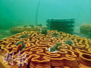 archiREEF用3D打印機和赤陶土製作人工珊瑚礁盤，然後放到海底，讓海水中的珊瑚胚胎依附在上面生長。（相片由archiREEF提供）