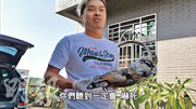 台灣因綠鬣蜥肆虐，有人組成業餘「獵龍小隊」，並將短片上載至YouTube，大受網民歡迎。（網上短片截圖）