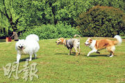 內地居住環境寬敞，容許狗四處奔跑活動，比香港更適合飼養寵物。另內地當局規定，每人每次只可帶一頭貓或狗到內地。（資料圖片）