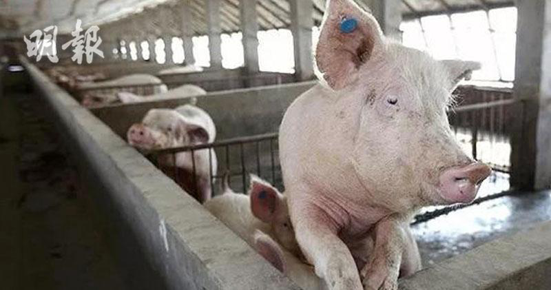 中國農業農村部：三季度生豬養殖有望扭虧為盈