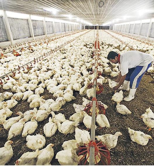 馬來西亞每月禁止360萬隻雞出口，以緩解食物價格上漲的壓力，確保本土供應充足。圖為馬來西亞一個養雞場。（路透社）