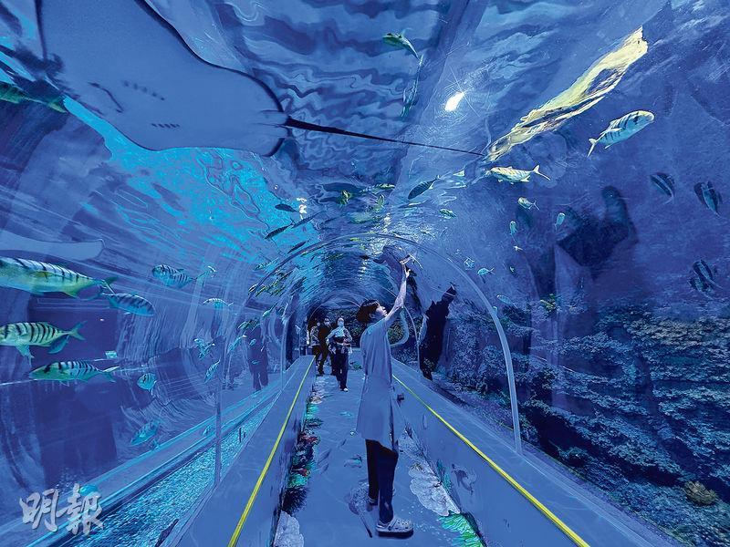深圳觀瀾海洋世界設有深圳最長的60米海洋生物海底隧道，是疫情期間新增的旅遊項目。（觀瀾湖提供）