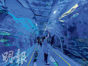深圳觀瀾海洋世界設有深圳最長的60米海洋生物海底隧道，是疫情期間新增的旅遊項目。（觀瀾湖提供）