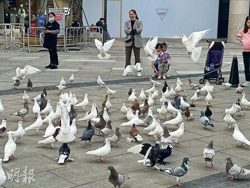 觀瀾湖已成為華南地區寵物友好度假區，除了歡迎客人帶寵物度假，度假區範圍還不時有大群白鴿，吸引遊客和小孩餵飼。（陳子凌攝）