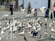 觀瀾湖已成為華南地區寵物友好度假區，除了歡迎客人帶寵物度假，度假區範圍還不時有大群白鴿，吸引遊客和小孩餵飼。（陳子凌攝）