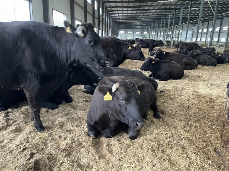 「沃金黑牛」已具備了規模化養殖的基礎