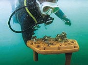 保育專員潛水放置已種植珊瑚碎片的珊瑚礁盤。