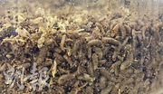 BSF利用黑水虻吃掉廚餘，將剩下的植物纖維、骨頭、貝殼、蝦殼、蟹殼等，加上黑水虻蛹殼混合磨成粉末，製成環保建築「骨料」。