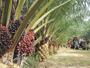 圖中的樹木就是油棕櫚樹，褐紅色的是其果實。（棕纖環保科技提供）