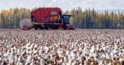 涉新疆強迫勞動 美國禁26間中國棉花企業進口產品