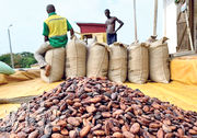 圖為加納儲存可可豆的貨倉。加納為減少市場波動對農民的影響，以遠期交易方式採購可可豆，令農民收入調整與國際市價存時間落差，或令農民錯失機會再投資，擴大利潤。（路透社）