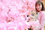 「東岸板道」正式開通  北角匯舉辦「人寵海濱嘉年華」