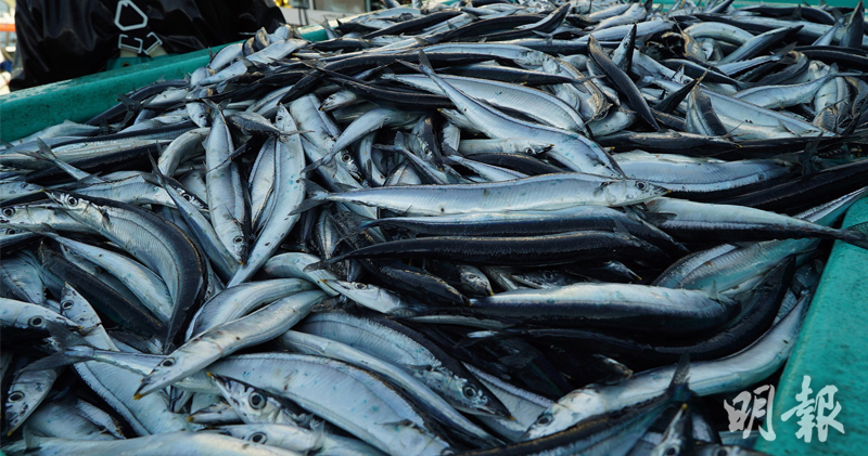日本秋刀魚漁穫急跌業界怪大陸台灣過度捕撈 15 42 國際 即時新聞 明報新聞網