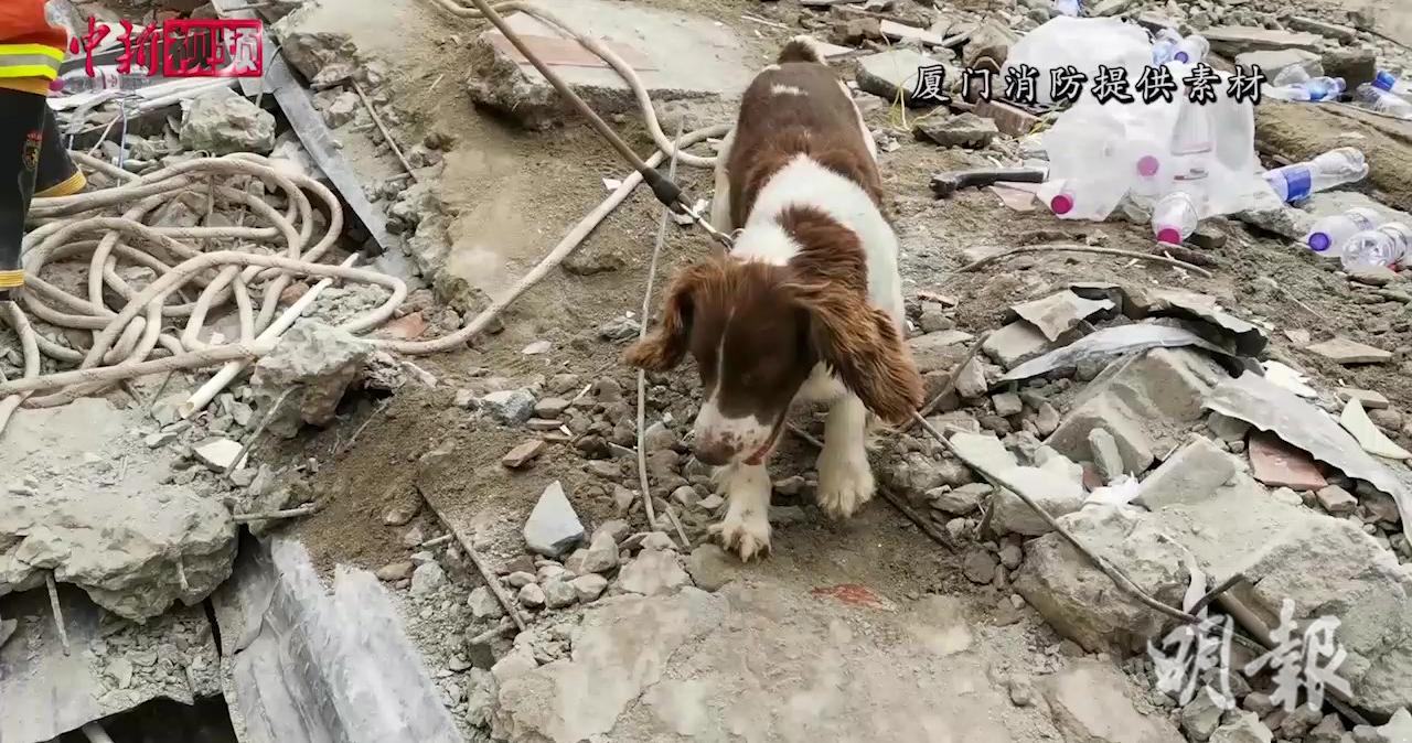 福建酒店倒塌　搜救犬救援時受傷【短片】