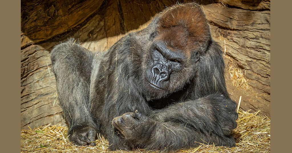 新冠肺炎｜加州聖迭戈動物園兩大猩猩染疫　全球首次