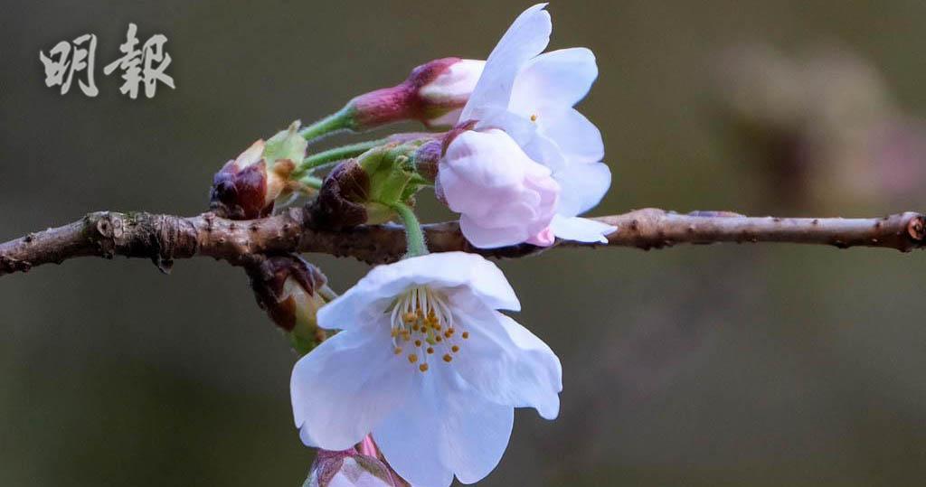 日本櫻花綻放　多地創最早開花紀錄