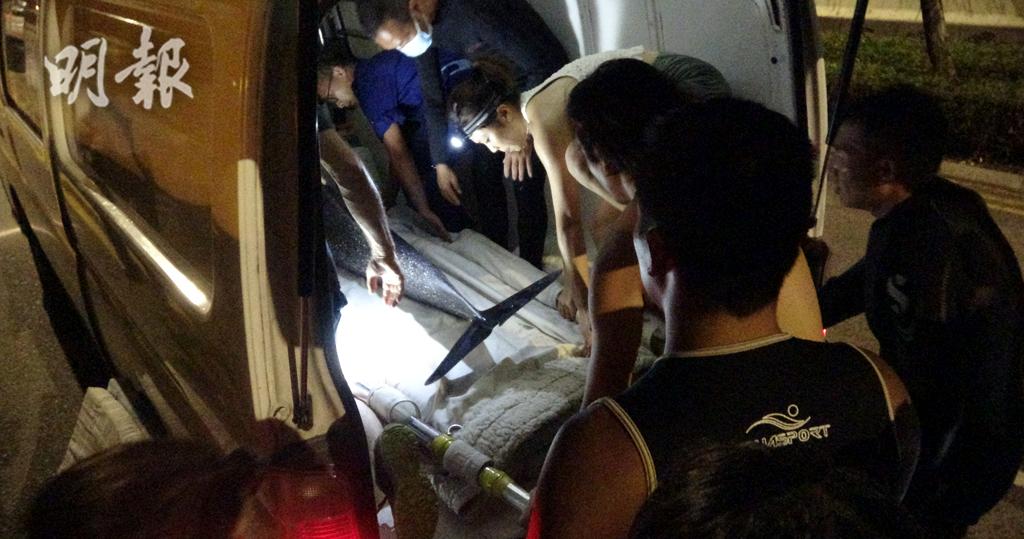 海豚擱淺汀九灣海灘　海洋公園派員救起　終告死亡