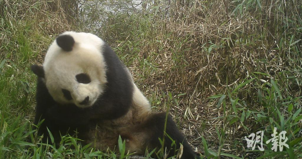 環境部：野外大熊貓增至逾1800隻　從瀕危降為易危