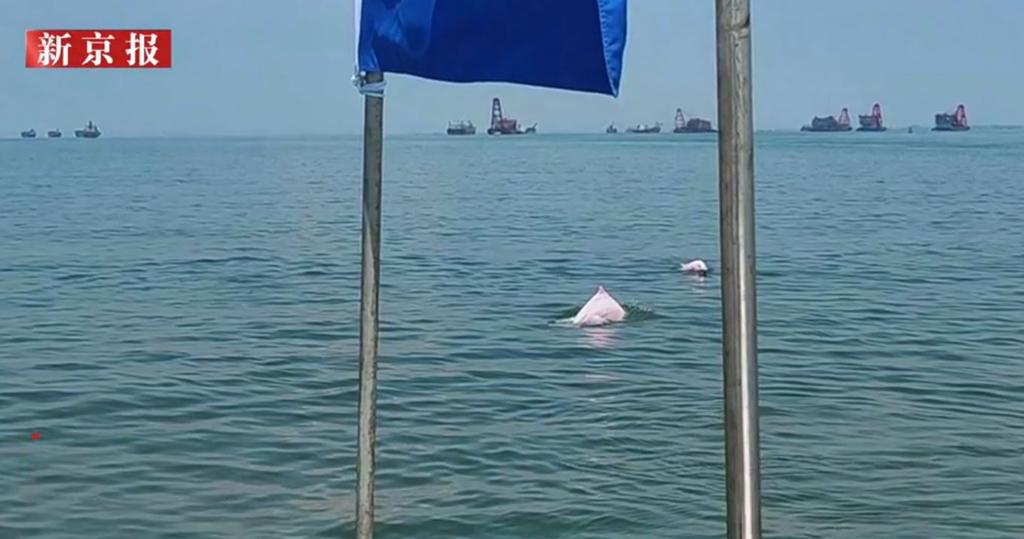 中華白海豚現身廣東湛江