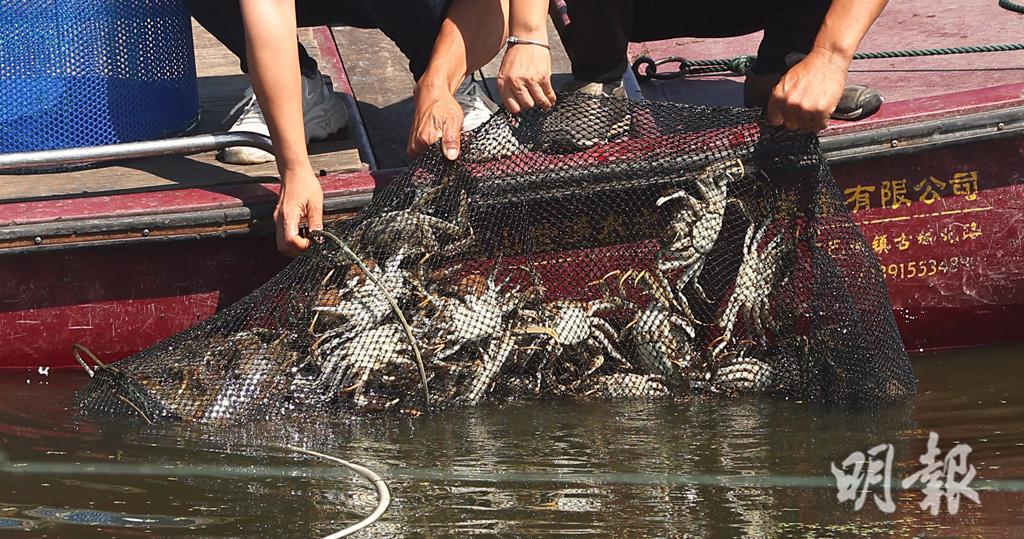 陽澄湖大閘蟹開捕　料產量逾萬噸國慶前後上市