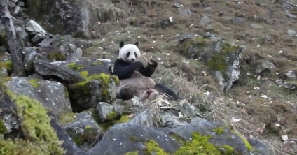 野生大熊貓啃羚牛骨　陝西巡護員拍得影像
