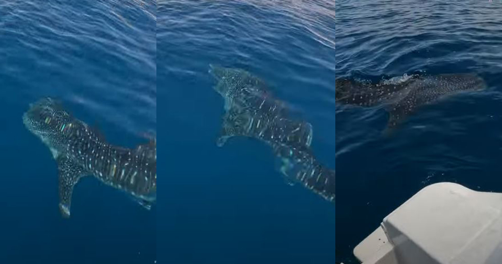 果洲群島現鯨鯊蹤影