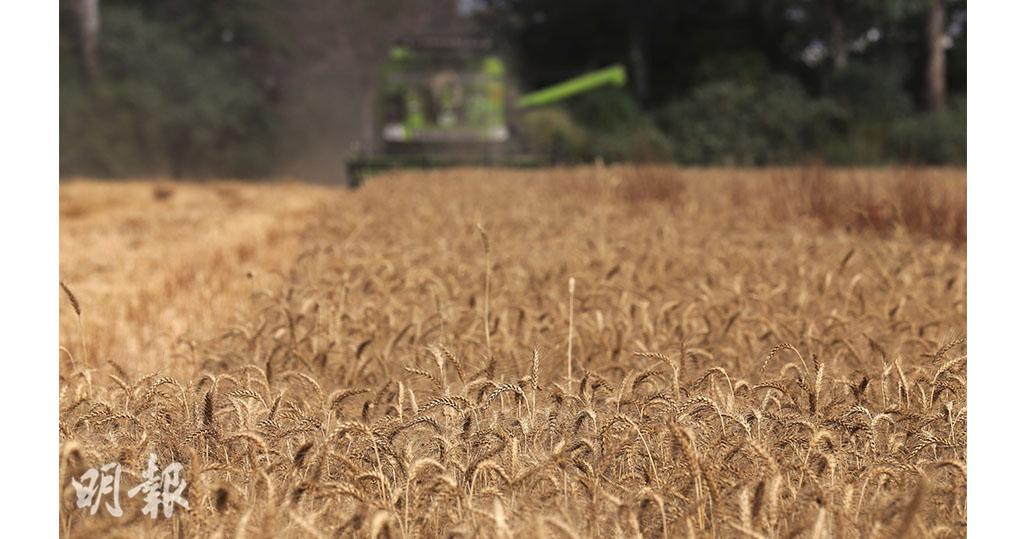 印度禁小麥出口　勢加劇全球小麥短缺