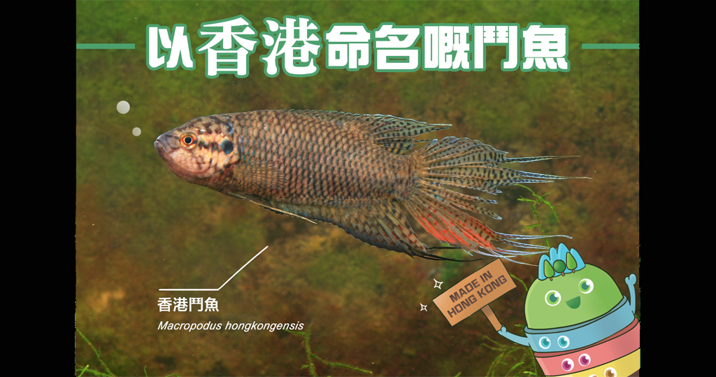 香港鬥魚本地唯一以 香港 命名淡水魚雄魚繁殖季 變身 魚鰭現藍白色 11 26 2624 熱點 即時新聞 明報新聞網