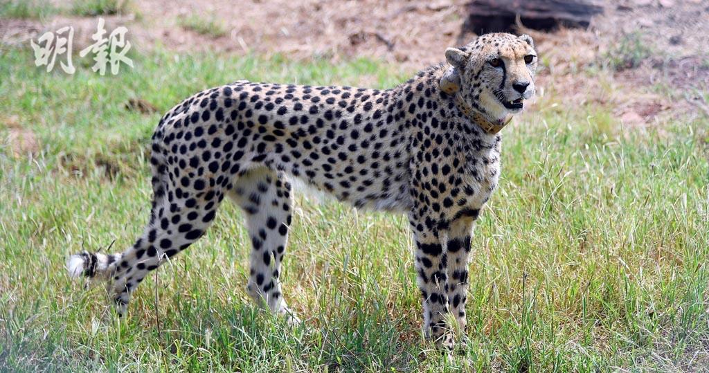 印度獵豹絕迹70年　引入非洲獵豹盼復育【短片】