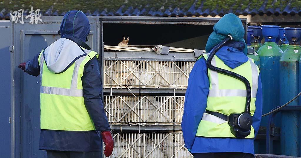 【禽流感】英加韓多國爆H5N1禽流感 日本爆H5 英發「禽鳥居家令」 了解感染高危人士可併發肺炎支氣管炎