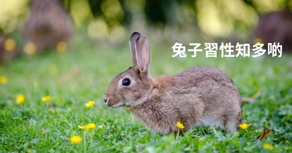 兔年說兔　短片睇萌兔快拍　圖看兔子有趣習性