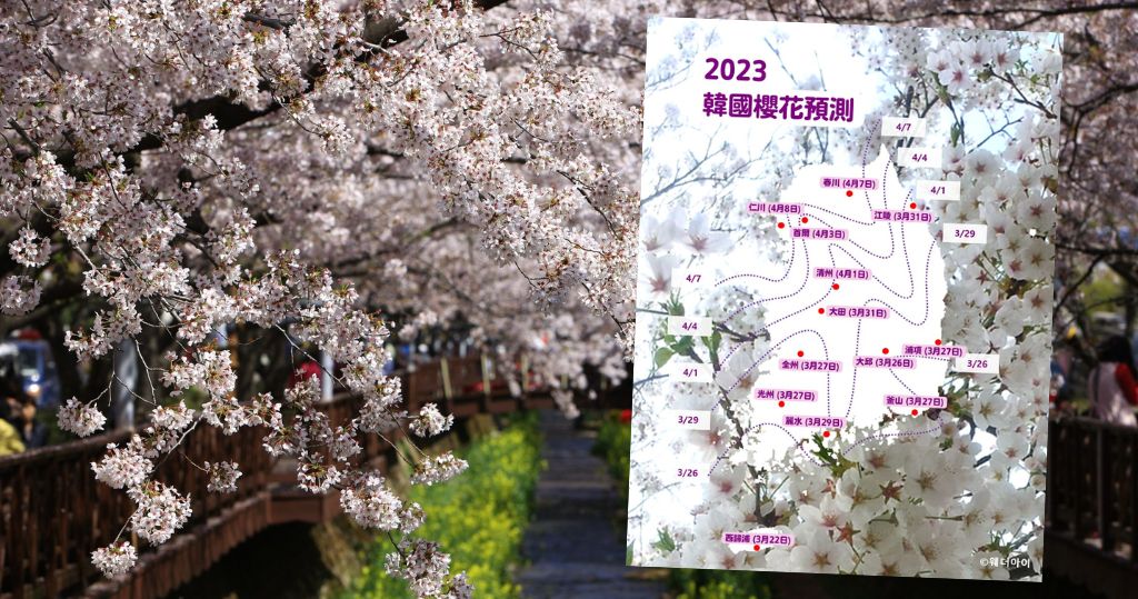 韓國櫻花2023預測：濟州最早3月22日開花、首爾4月10日盛開