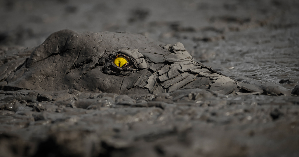 自然攝影．圖輯︱德攝影師憑拍攝泥中鱷魚奪「2022年度世界自然攝影師」【附得獎名單】