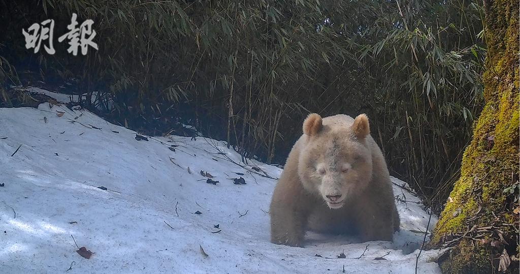 短片：四川罕有白色大熊貓野外生活畫面公開　研究員：牠健康存活下來