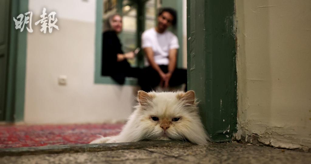 短片：伊朗德黑蘭貓博物館　30隻領養貓與人共融