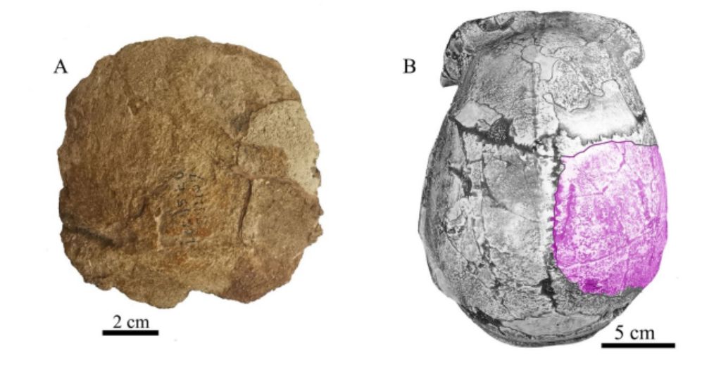 三葉虫 化石 三葉虫化石 究極のレトロ fossil ボリビア産 化石管理番号⑮