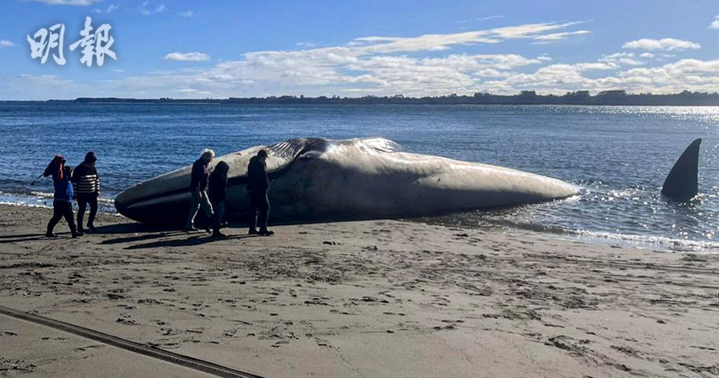 短片：智利海灘發現藍鯨屍料海中死亡沖上岸(12:52) - 20230808 - 熱點- 即時新聞- 明報新聞網