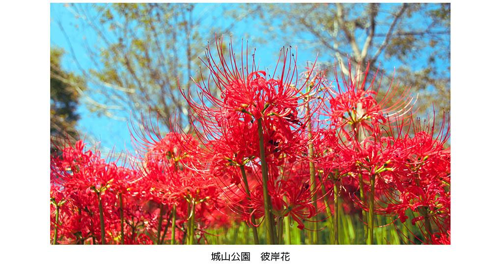 日本旅遊｜栃木縣城山公園彼岸花9月中至10月頭有得睇55萬株彼岸花染紅