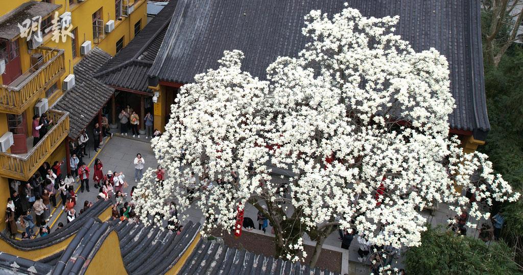 內地玉蘭盛開　杭州500歲玉蘭樹開花如雪落庭園【多圖】