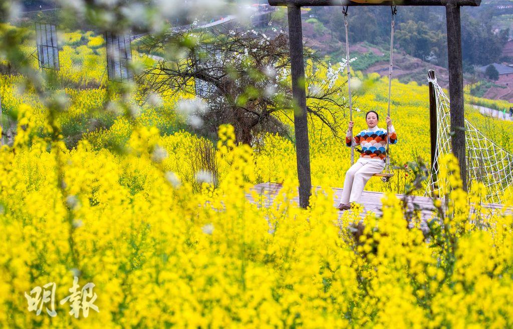 內地油菜花盛放衍生「賞花經濟」 貴州小鎮搞鄉村旅遊吸客 (12:39) - 20240318 - 熱點 - 即時新聞 - 明報新聞網