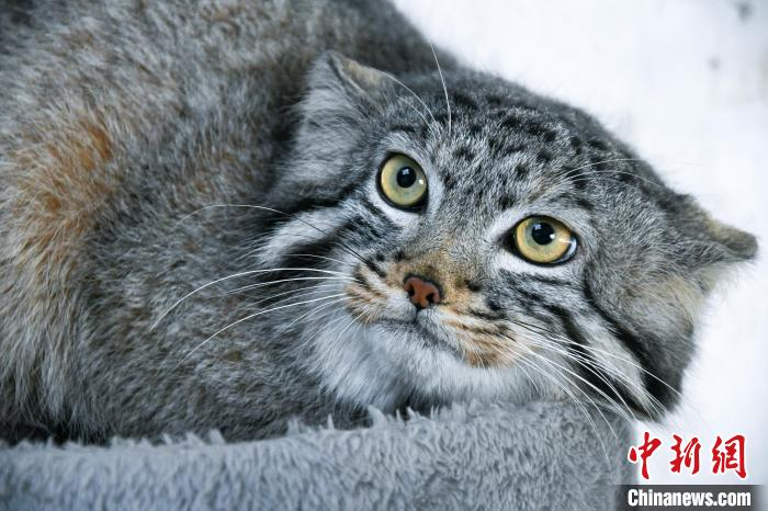 中國首隻人工繁育兔猻「猻大娘」離世 (13:58) - 20240319 - 兩岸 - 即時新聞 - 明報新聞網