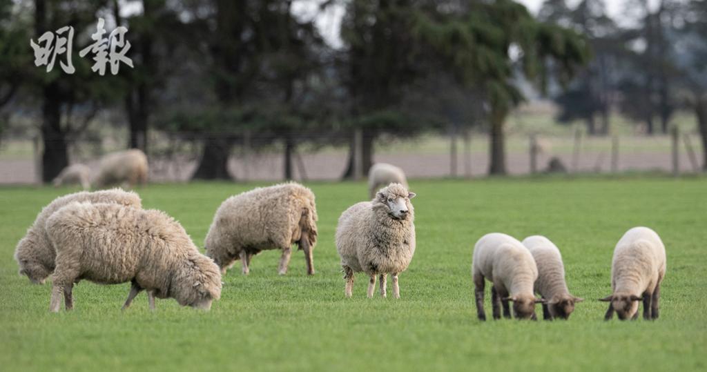 新西蘭老夫婦疑被公羊襲擊死亡